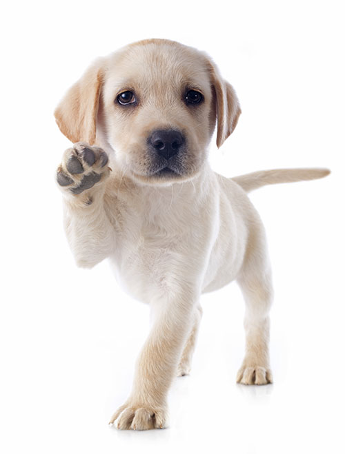 Labrador Puppy