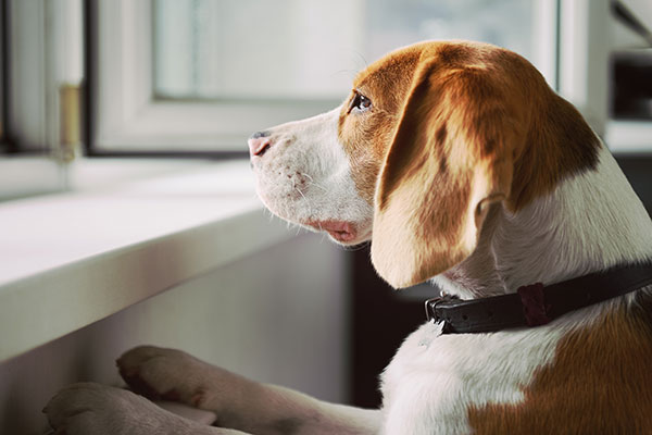 dog looking out the window