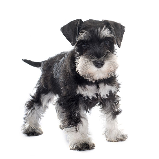 Schnauzer Puppy